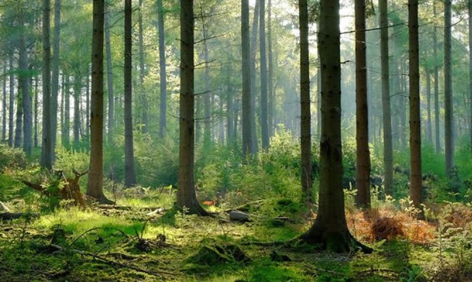 Světový den životního prostředí 2017: Spojovat lidi s přírodou